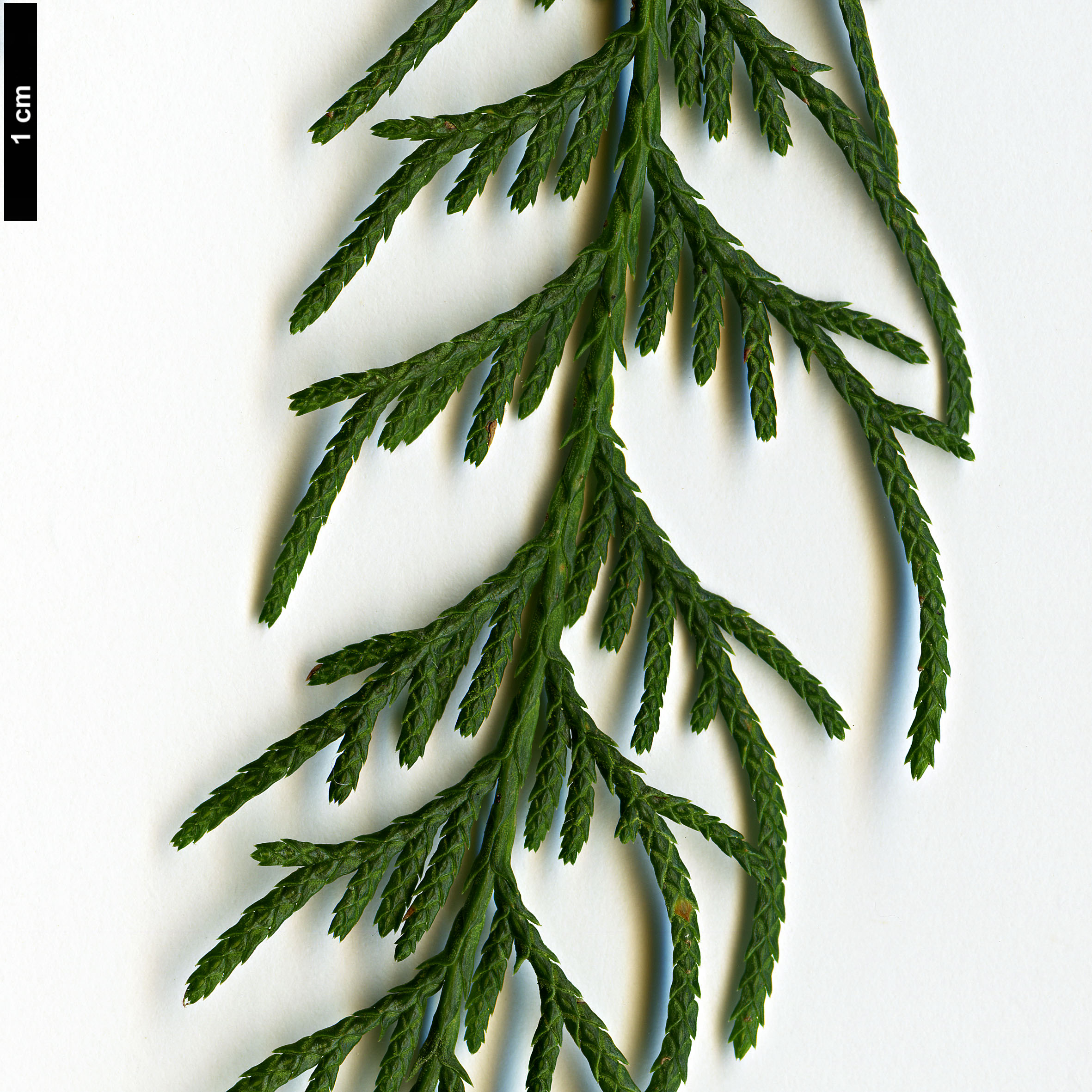 High resolution image: Family: Cupressaceae - Genus: Cupressus - Taxon: chengiana - SpeciesSub: var. jiangensis